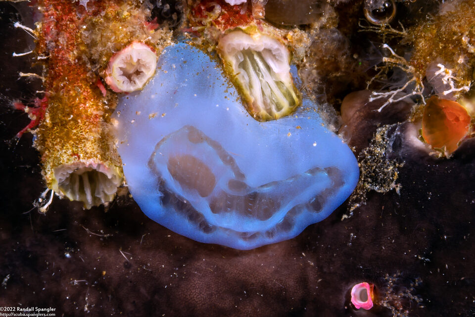 Eudistoma sp.2 (Eudistoma sp.2)