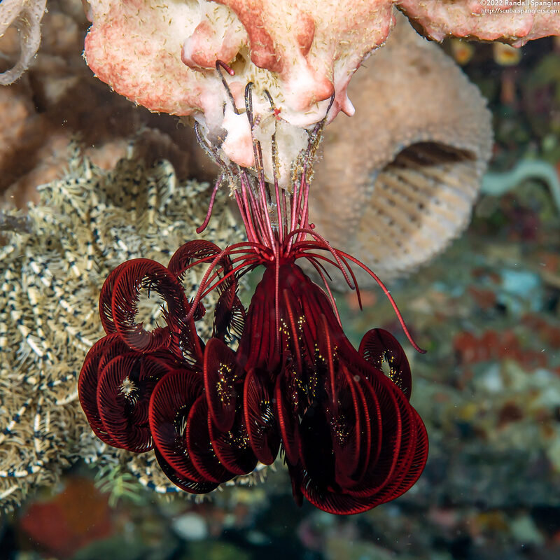 Himerometra robustipinna (Robust Feather Star)