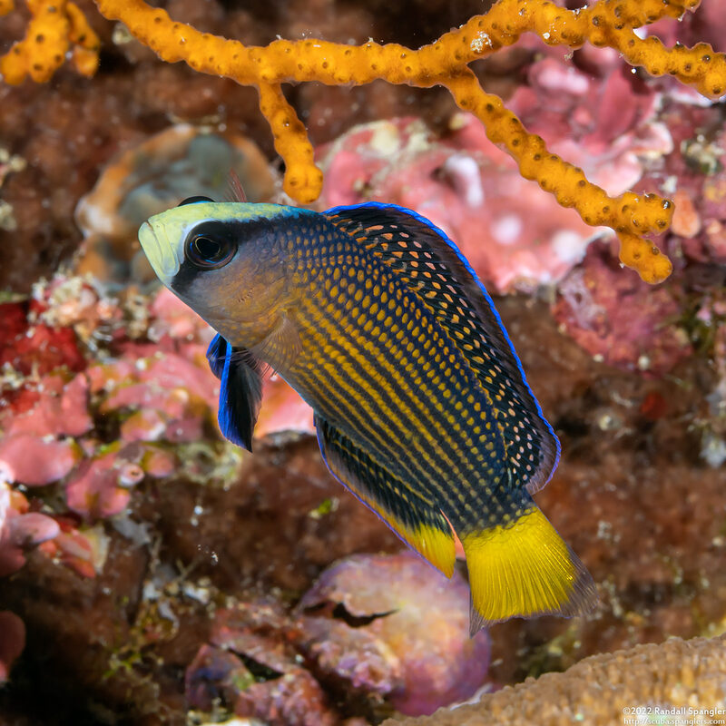 Manonichthys splendens (Splendid Dottyback)