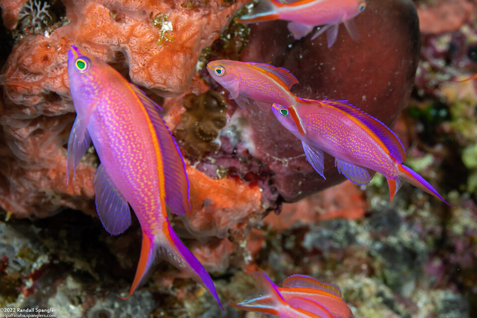 Pseudanthias smithvanizi (Princess Anthias)