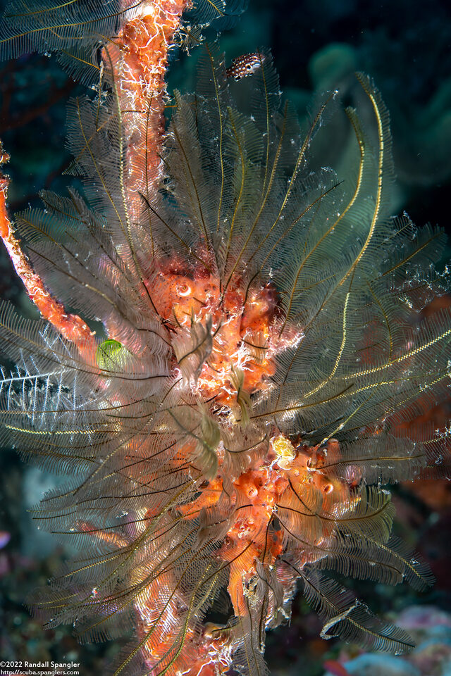 Gymnangium hians (Feather Hydroid)