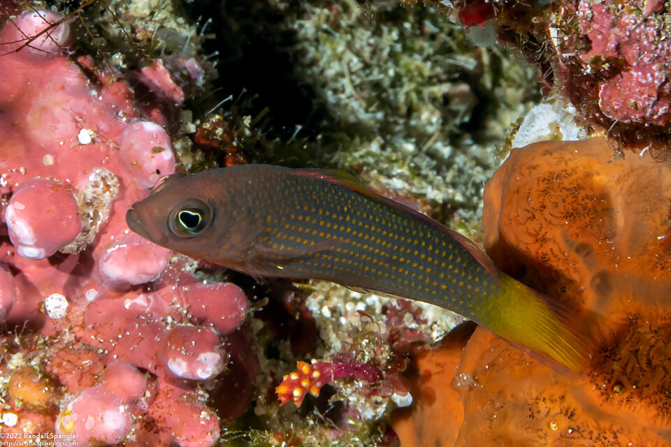 Pseudochromis marshallensis (Orange-Spotted Dottyback)