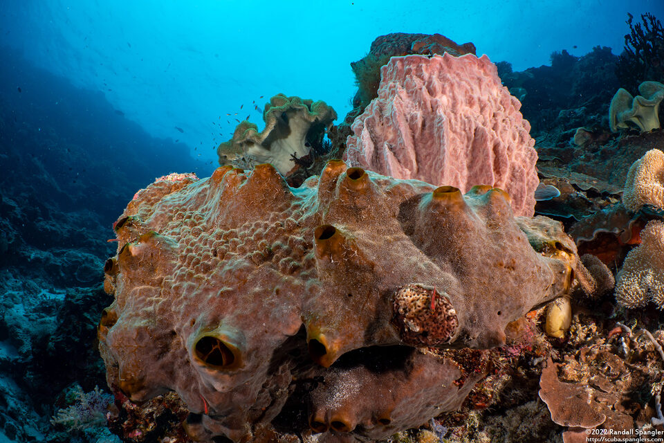 Spheciospongia vagabunda (Vagabond Boring Sponge)