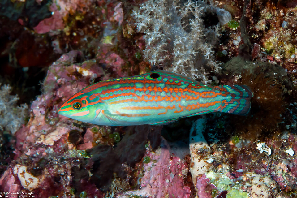 Halichoeres claudia (Claudia's Wrasse)