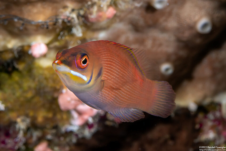 Pseudocheilinus evanidus (Disappearing Wrasse)