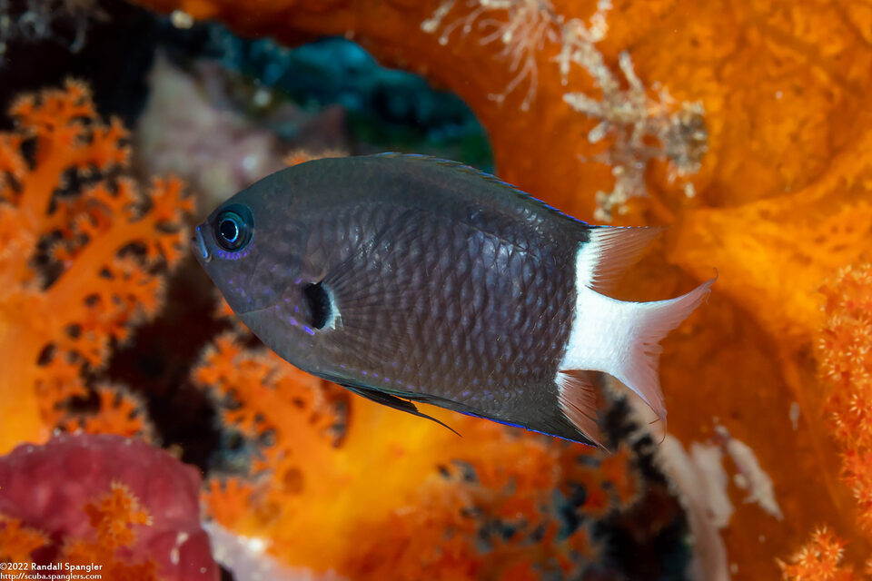 Chromis margaritifer (Bicolor Chromis)