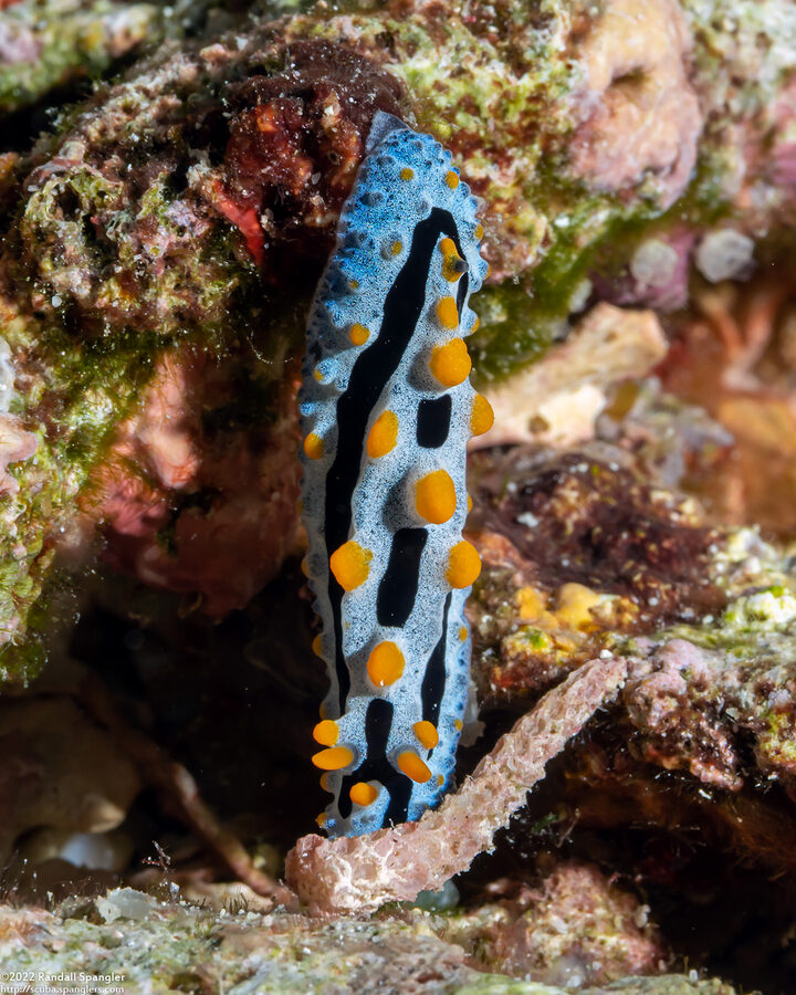 Phyllidia coelestis (Celestial Phyllidia)