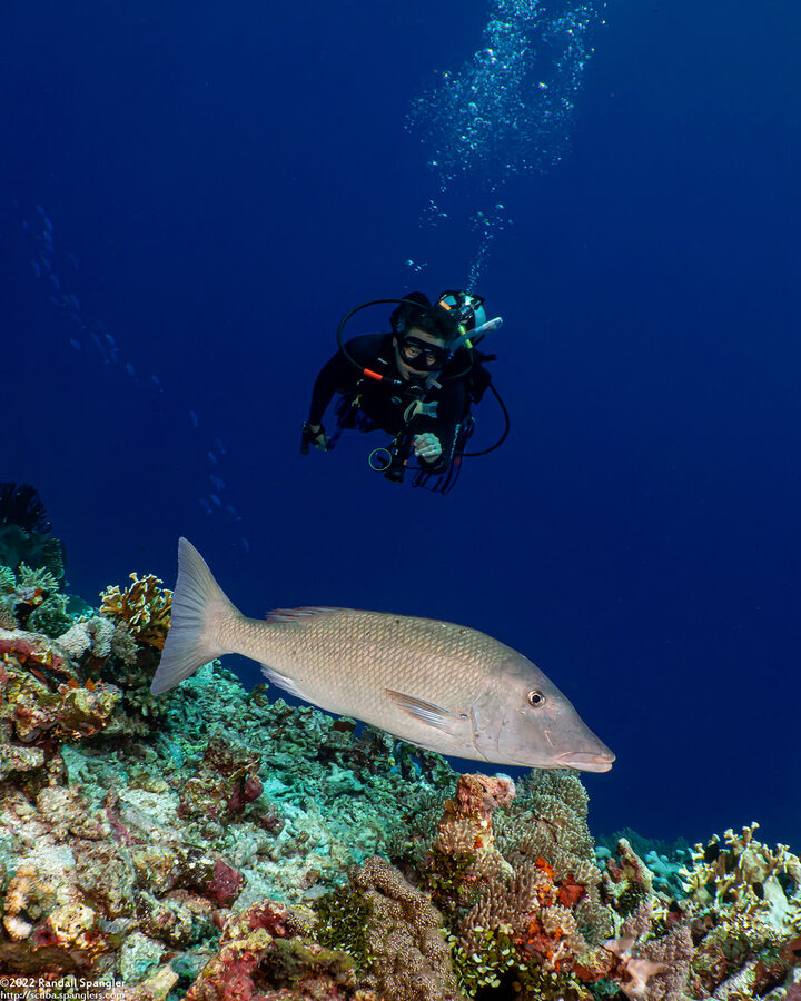 Lethrinus olivaceus (Longface Emperor)