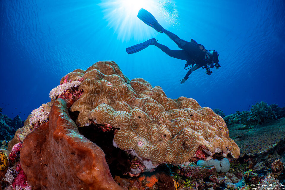 Leptoria phrygia (Smooth Brain Coral)