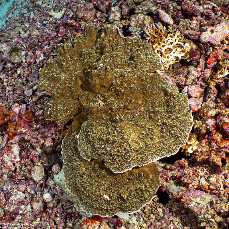 Montipora sp.1 (Montipora sp.1)