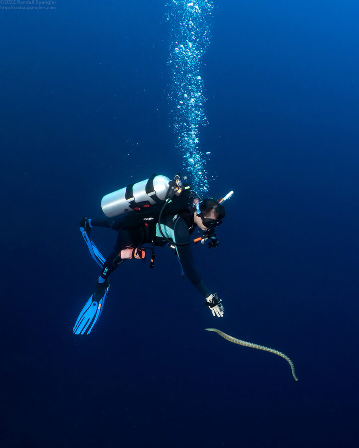 Laticauda semifasciata (Chinese Sea Snake)