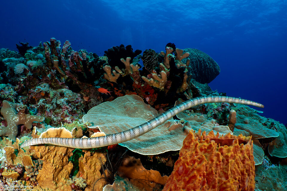 Laticauda semifasciata (Chinese Sea Snake)