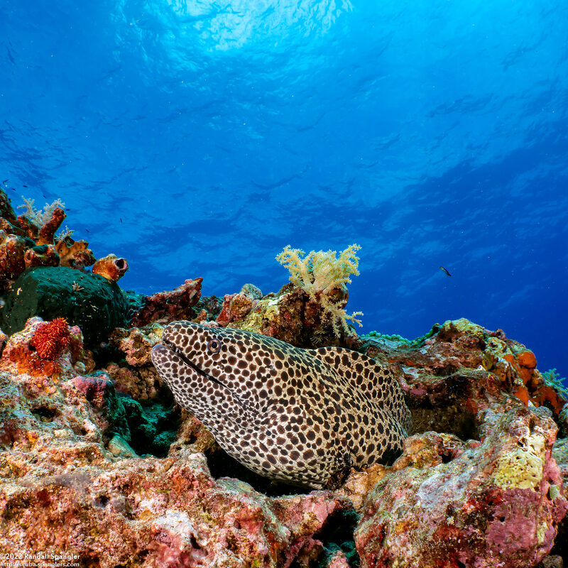 Gymnothorax favagineus (Honeycomb Moray)