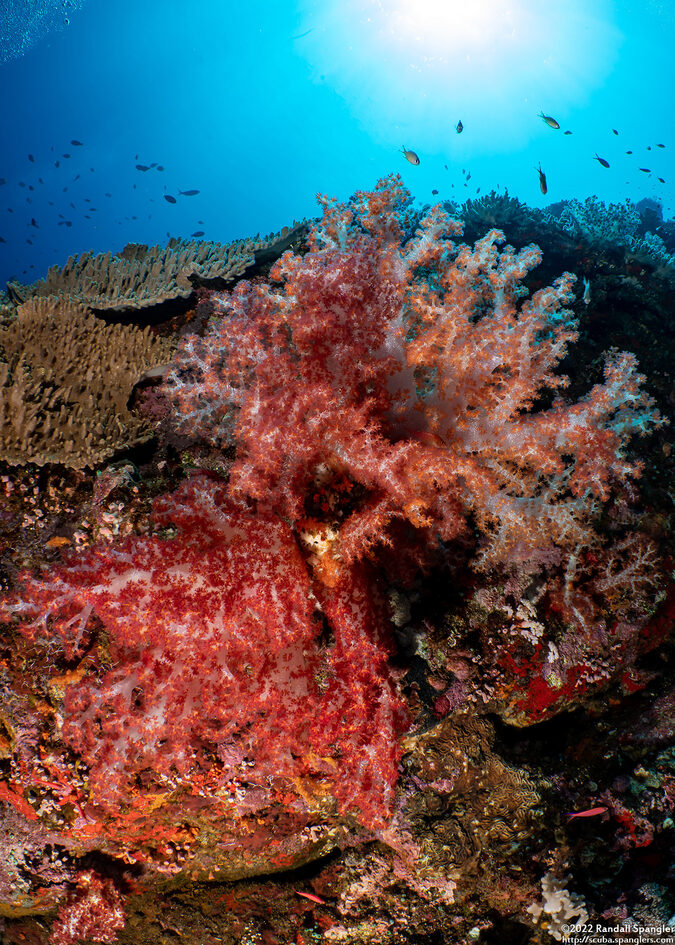 Dendronephthya sp.1 (Dendronephthya)