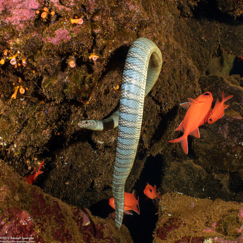 Laticauda semifasciata (Chinese Sea Snake)