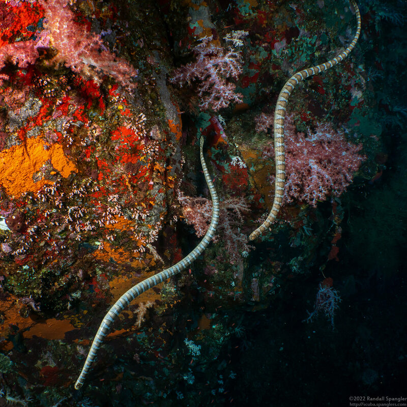 Laticauda semifasciata (Chinese Sea Snake)
