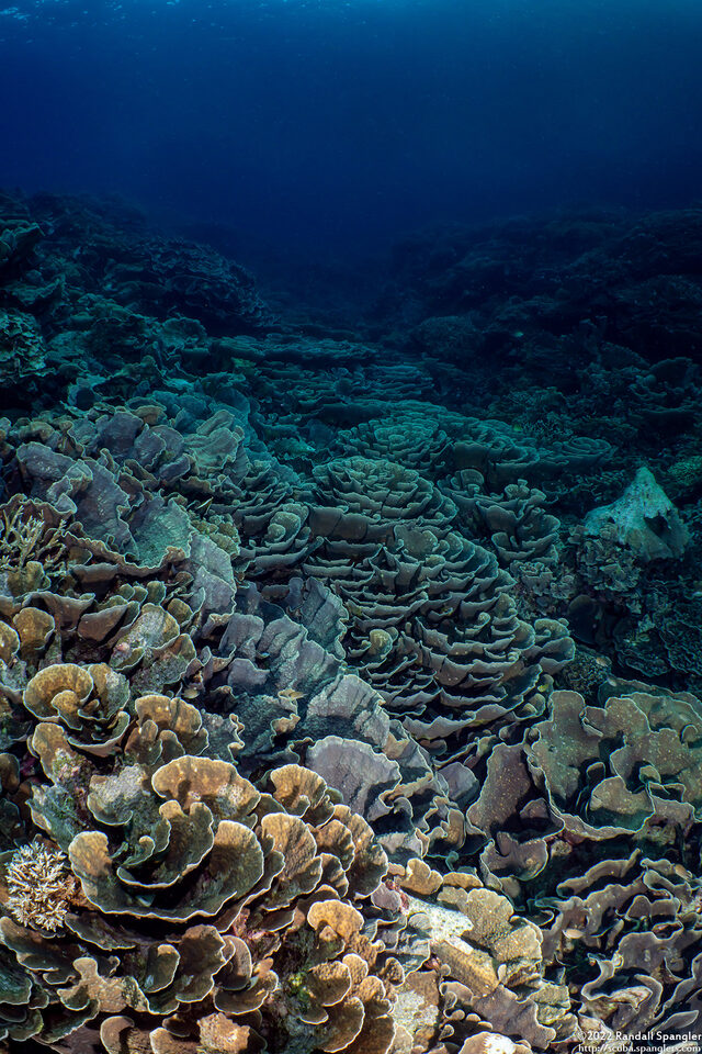 Echinopora lamellosa (Folded Echinopora)