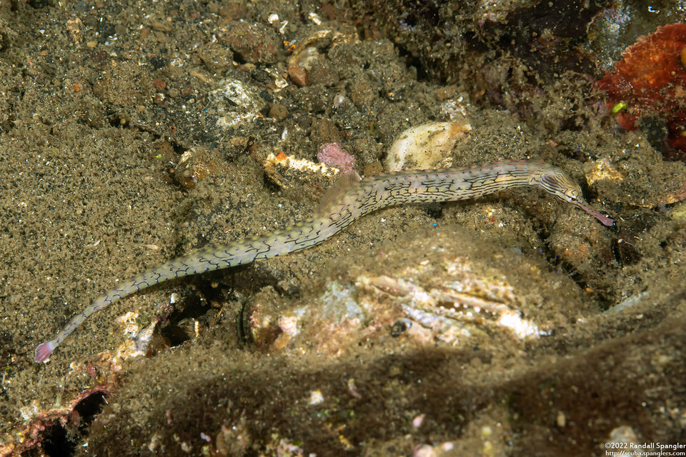 Corythoichthys haematopterus (Reeftop Pipefish)