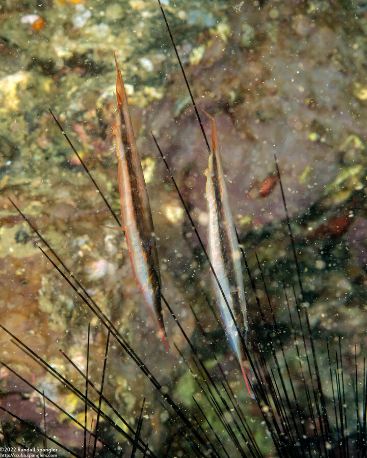 Aeoliscus strigatus (Hinged Shrimpfish)
