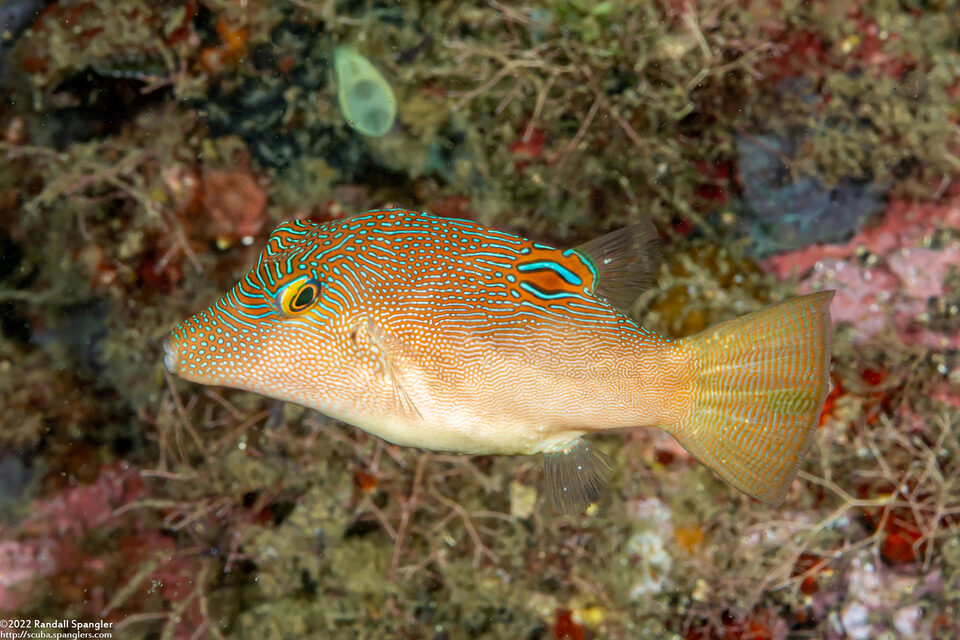 Canthigaster compressa (Fingerprint Toby)