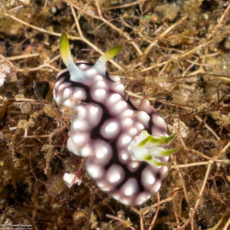Goniobranchus geometricus (Geometric Chromodoris)