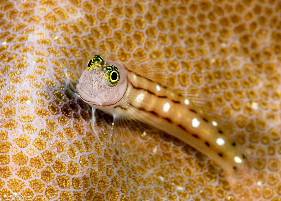 Ecsenius trilineatus (Three-Lined Coralblenny)