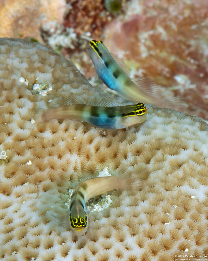 Ecsenius bandanus (Banda Coralblenny)