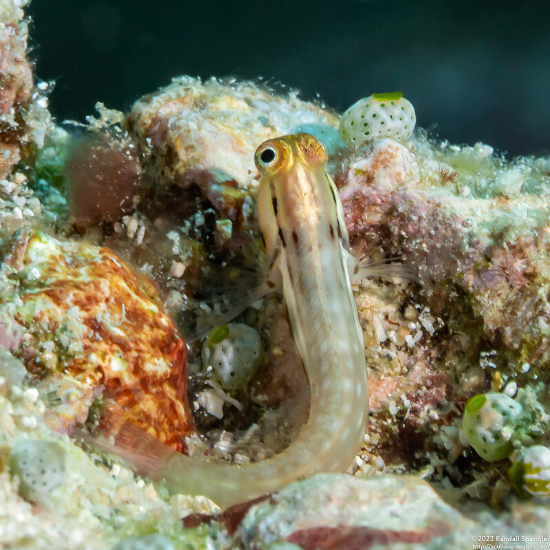 Ecsenius yaeyamaensis (Yaeyama Coralblenny)