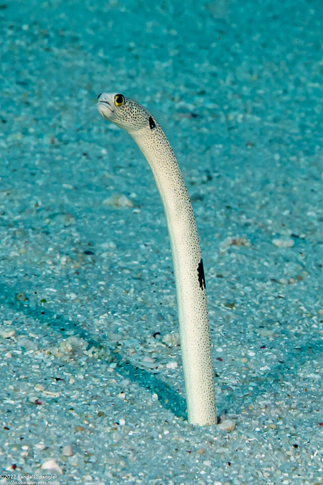 Heteroconger hassi (Spotted Garden Eel)