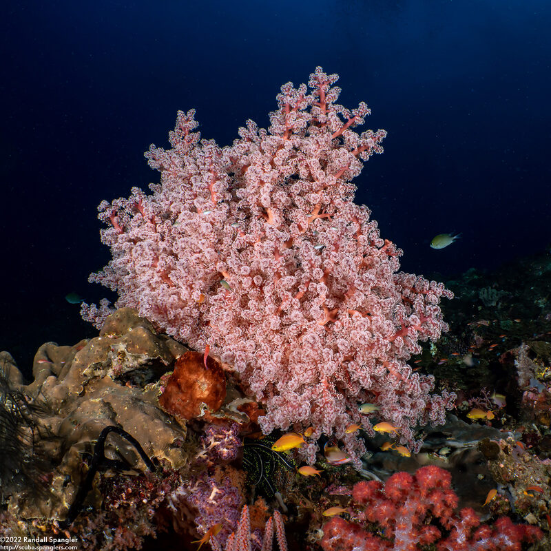 Siphonogorgia sp.2 (Siphonogorgia sp.2)