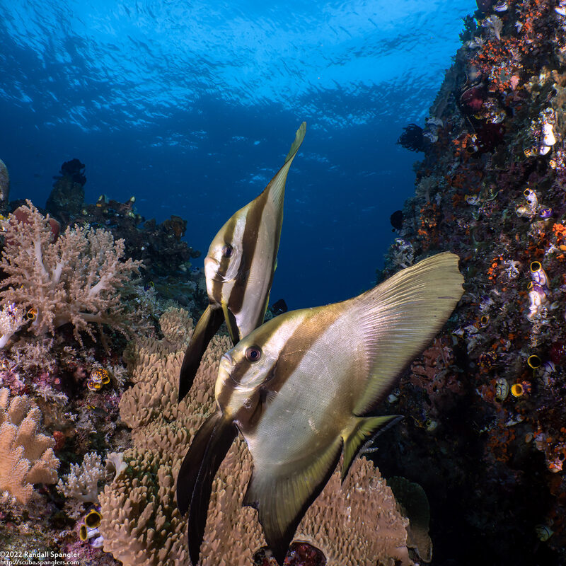 Platax teira (Longfin Spadefish)