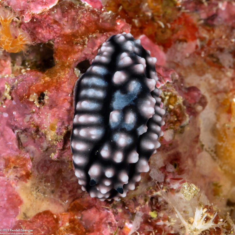 Phyllidiella pustulosa (Pustulose Phyllidia)