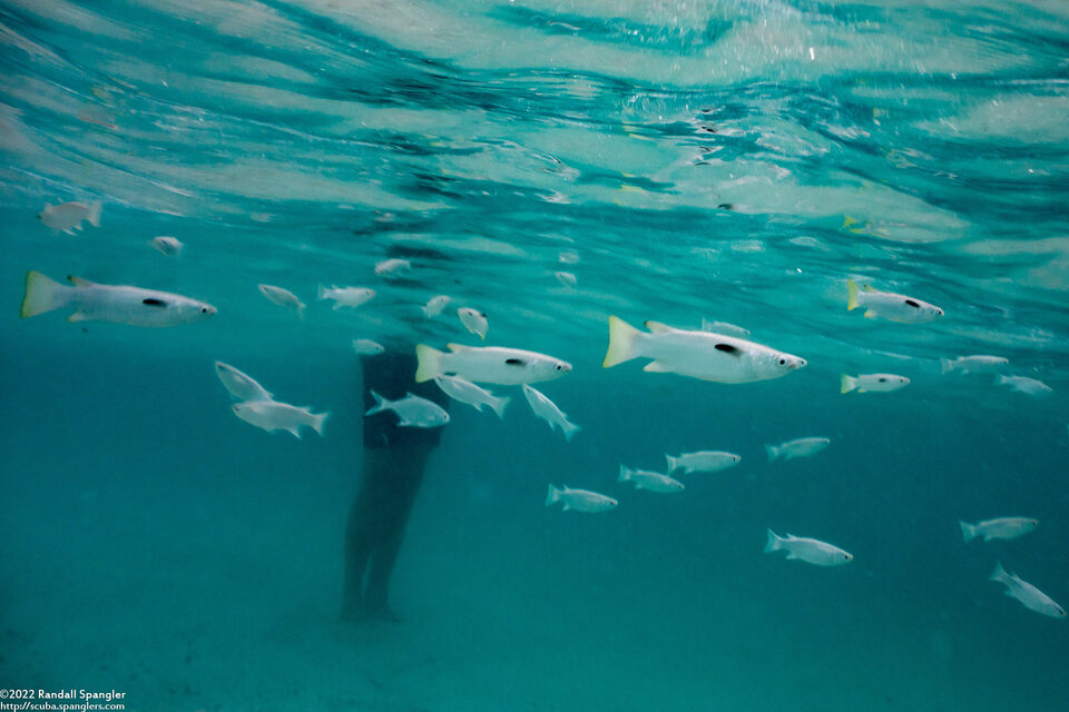 Ellochelon vaigiensis (Squaretail Mullet)