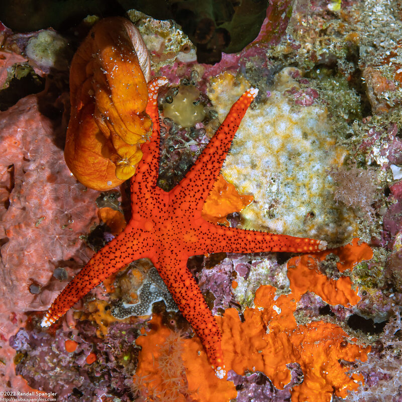 Fromia hemiopla (Armored Sea Star)