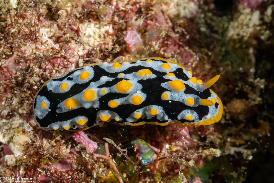 Phyllidia exquisita (Exquisite Phyllidia)