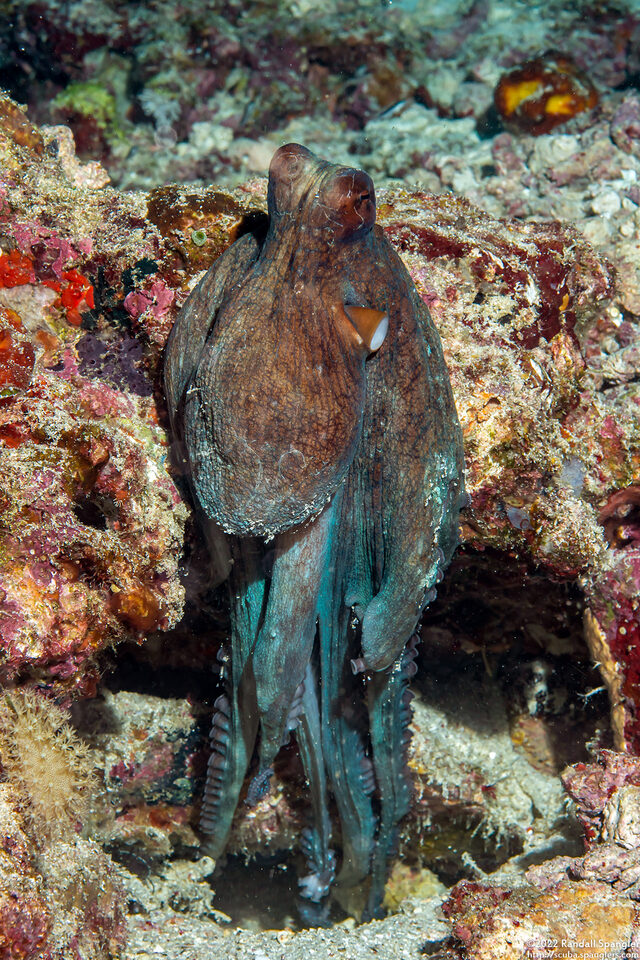 Octopus cyanea (Day Octopus)