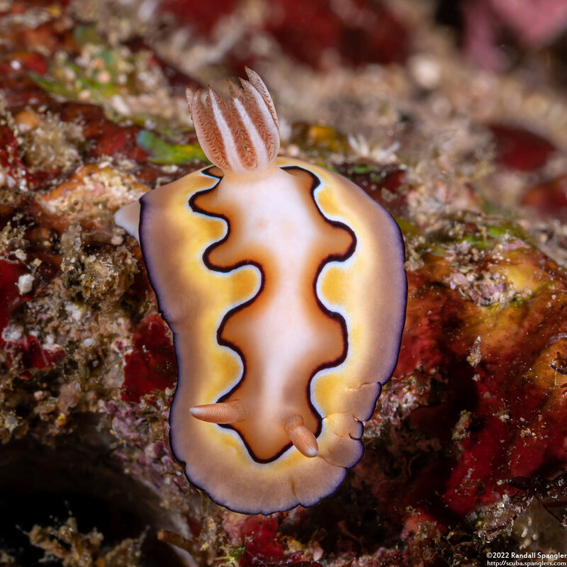 Goniobranchus coi (Co's Chromodoris)