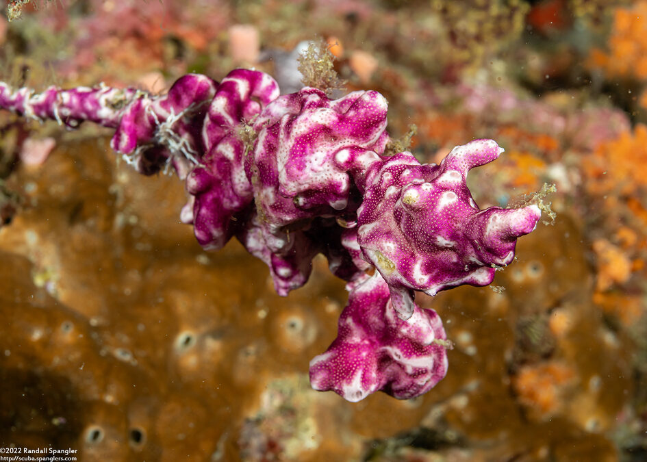 Didemnum membranaceum (Didemnum Membranaceum)