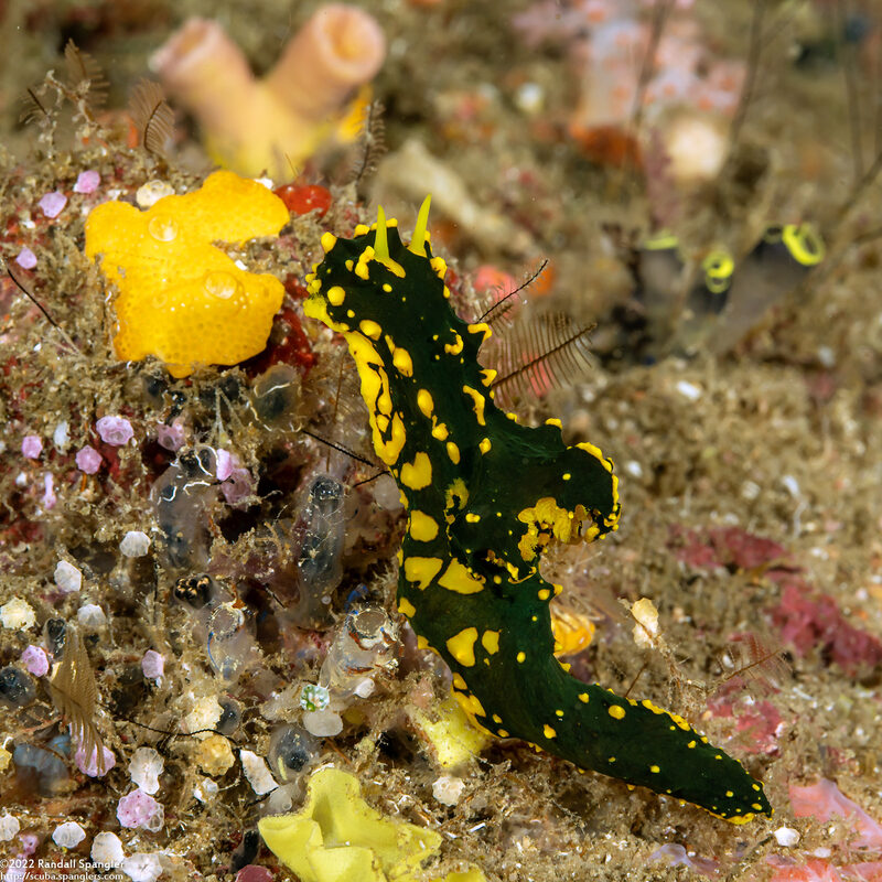 Notodoris gardineri (Gardiner's Banana Nudibranch)