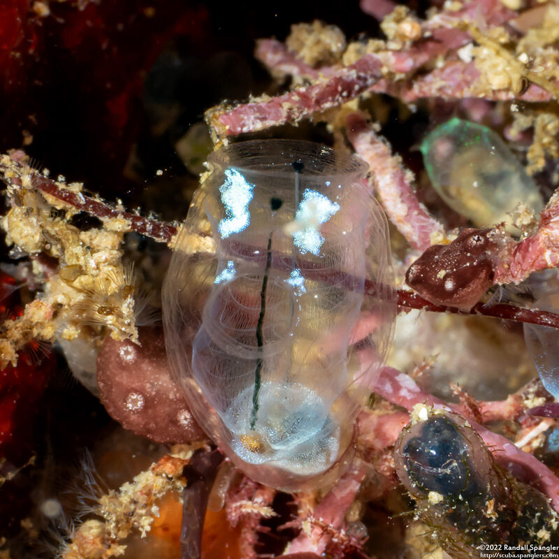 Clavelina sp.8 (Clavelina sp.8)