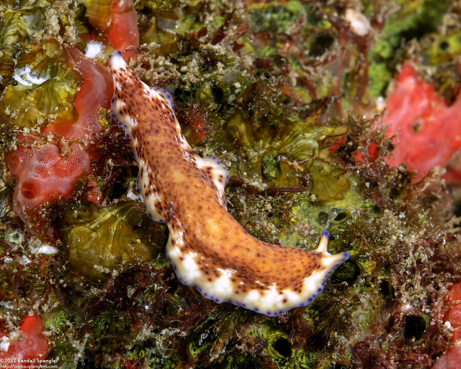 Pseudoceros sp.6 (Pseudoceros sp.6)