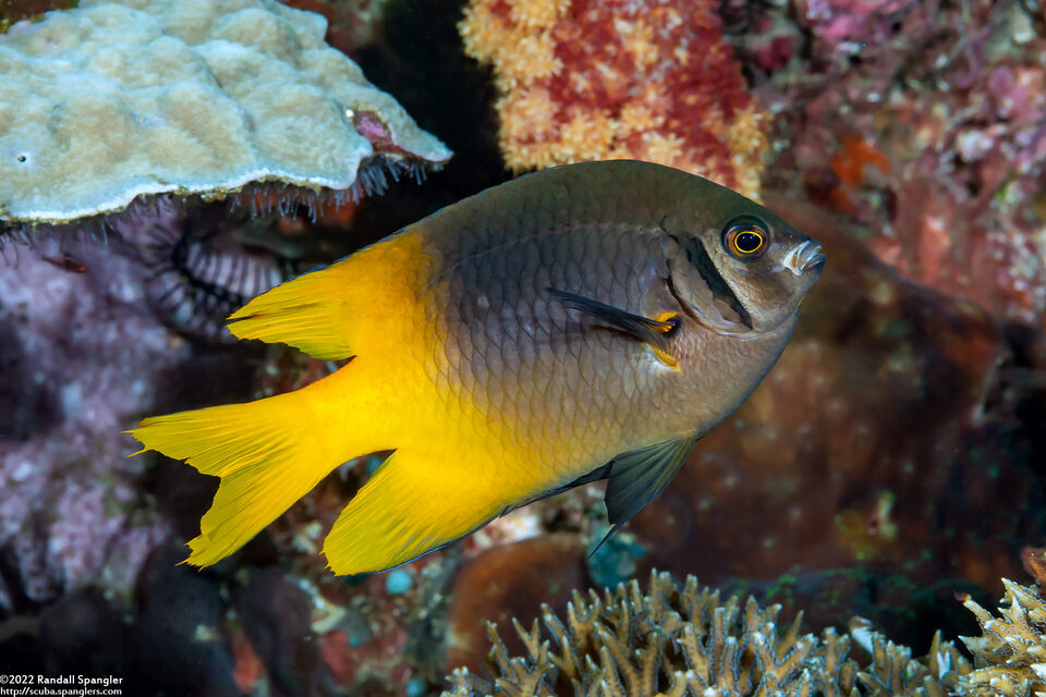 Neoglyphidodon nigroris (Yellowtail Damsel)