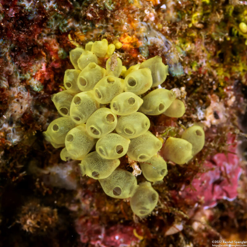 Pycnoclavella flava (Pycnoclavella flava)