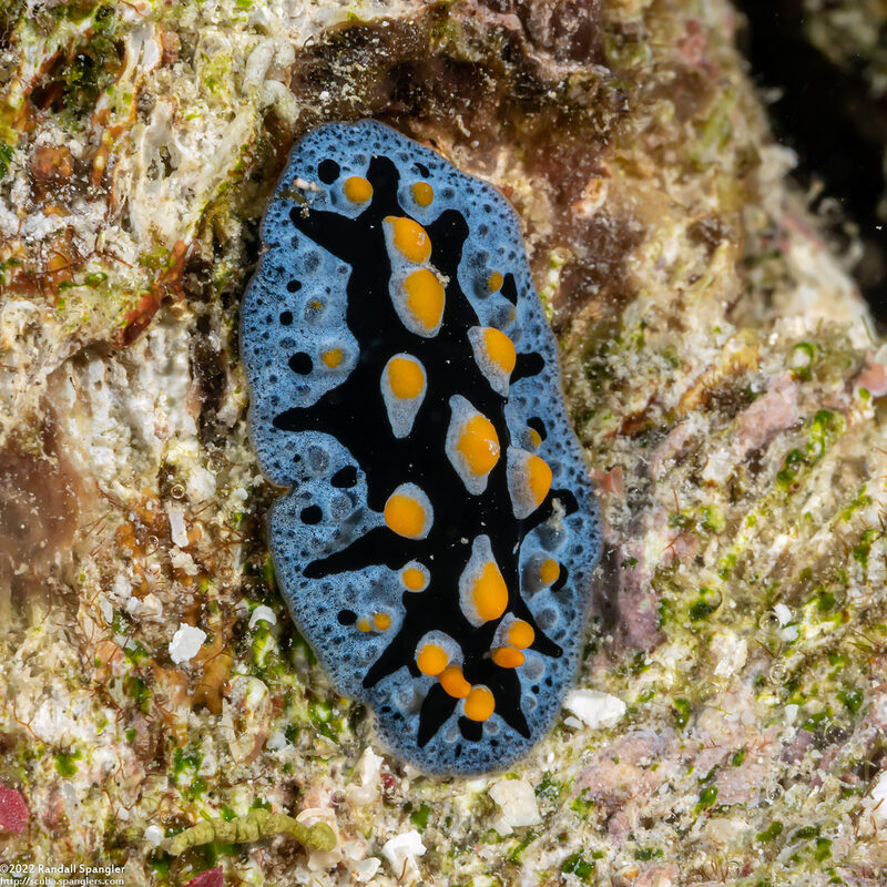Phyllidia picta (Painted Phyllidia)