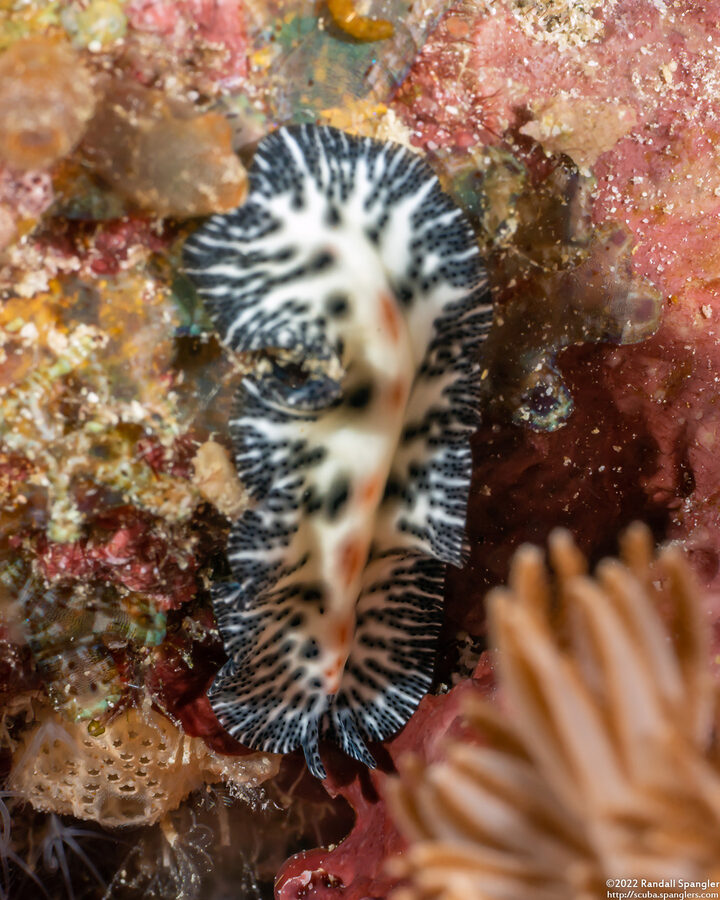 Maritigrella eschara (Maritigrella Eschara)