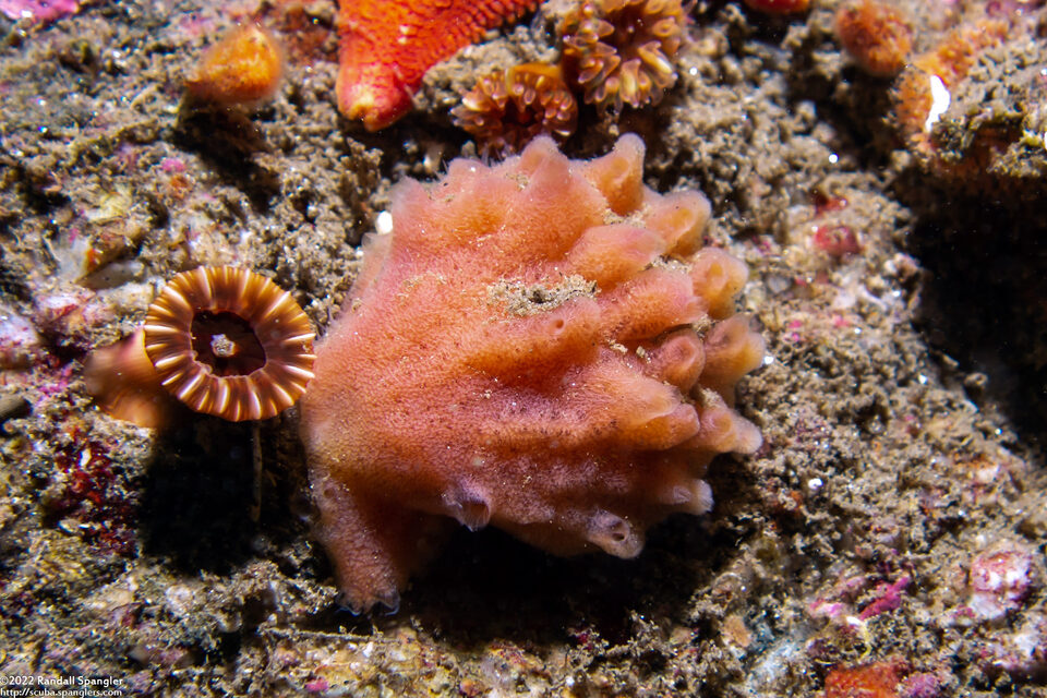 Mycale adhaerens (Mycale Adhaerens)