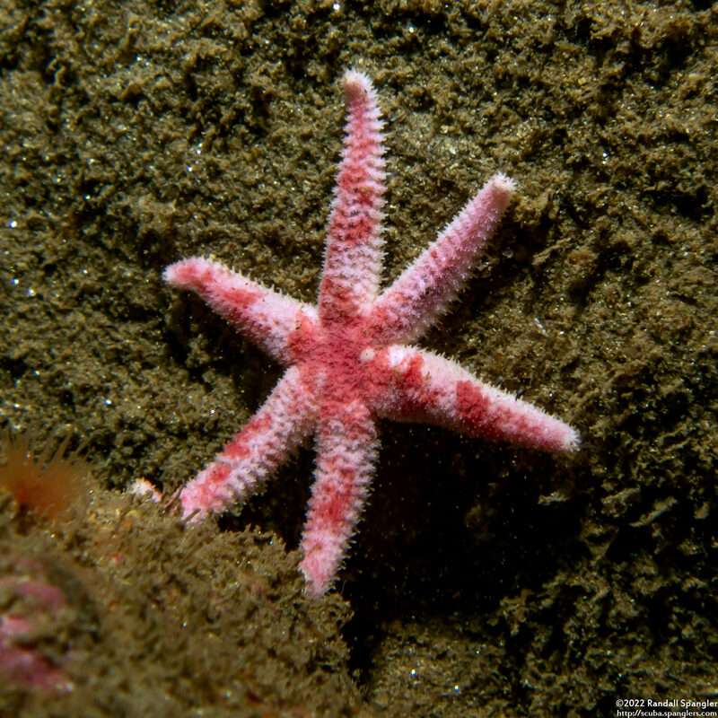 Leptasterias hexactis (Six-Arm Star)