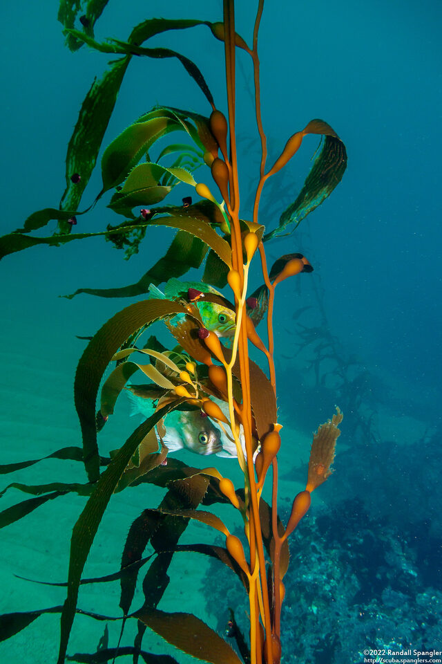 Macrocystis pyrifera (Giant Kelp)
