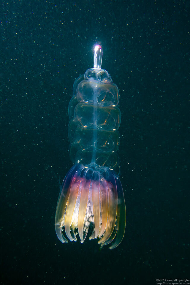 Physophora hydrostatica (Hula Skirt Siphonophore)