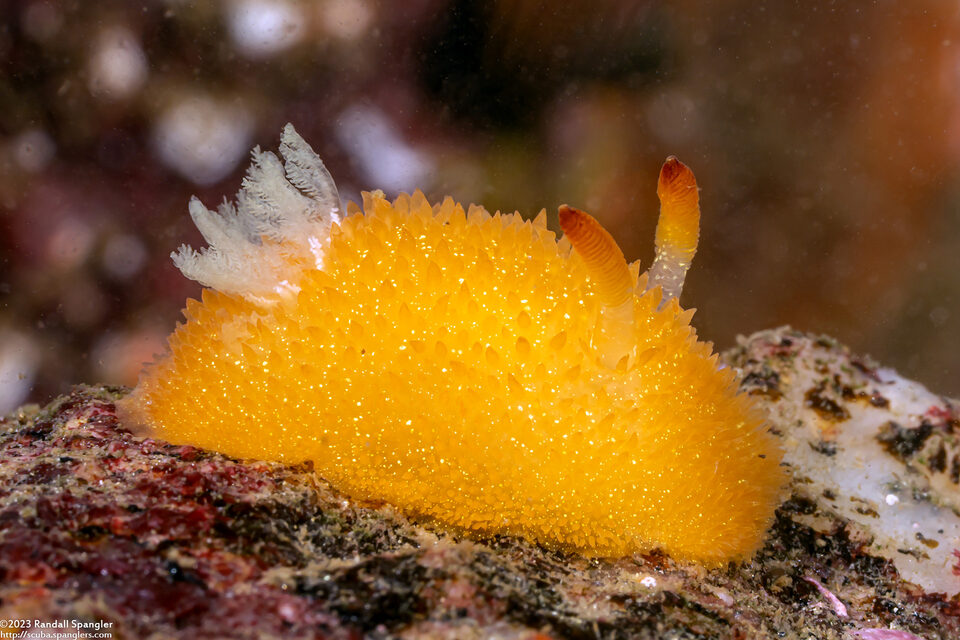 Acanthodoris lutea (Yellow Horned Dorid)